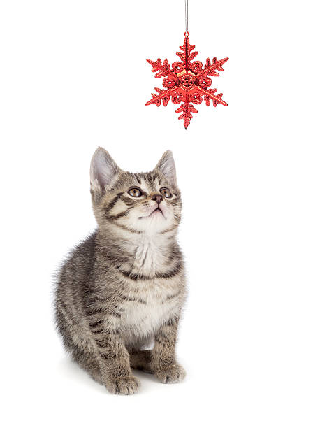 istock Cute Striped Kitten Playing with a Christmas Ornament on White 452690229