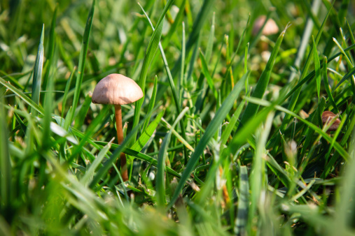 Wild mushrooms on meadow in autumn.