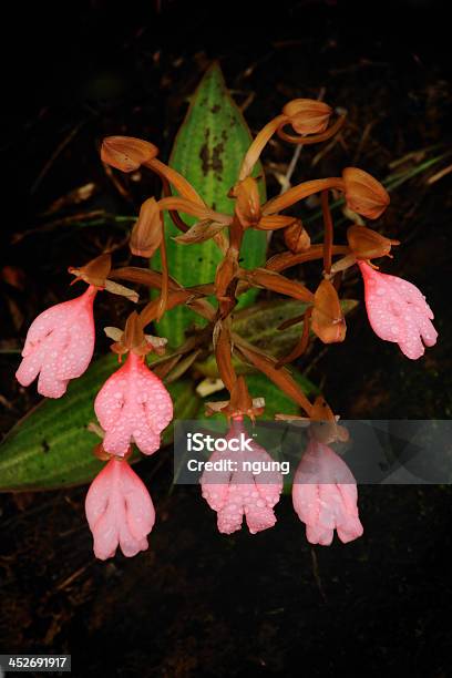 The Bouquet Pinklipper Habenaria Stock Photo - Download Image Now