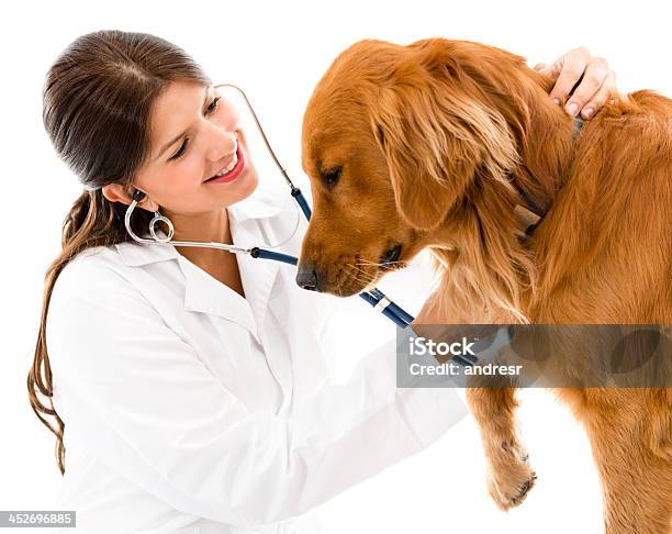 Cane Carino Al Veterinario - Fotografie stock e altre immagini di Accudire - Accudire, Adulto, Amore