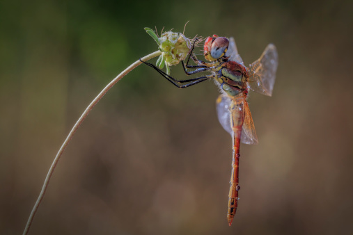 Closeup of an wild dragonfly in a wild flower