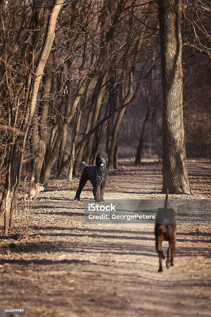Dog Park Off-leash dog park. Chocolate Labrador Retriever, Standard Poodle, and a mix breed Terrier meet on the path. Dog Stock Photo