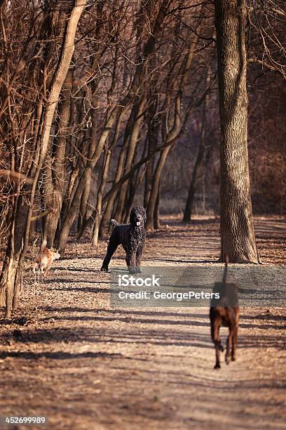 Dog Park Stock Photo - Download Image Now - Dog, Playful, Animal