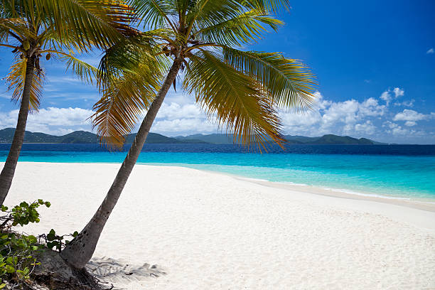 istock palm trees at Sandy Cay, British Virgin Islands 452700161