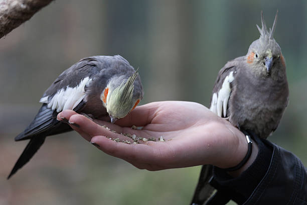 Feeding birdseed to a pair of cockatiels
