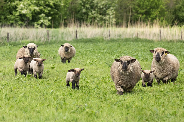 istock flock of sheep with lambs walking towards the camera 452700559