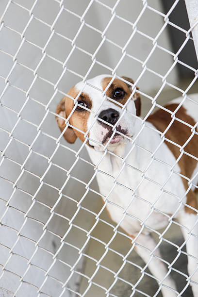istock Dog at an animal shelter 452700675