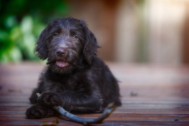 Three month old Labradoodle puppy outside with stick A young Labradoodle puppy with her stick. labradoodle stock pictures, royalty-free photos & images