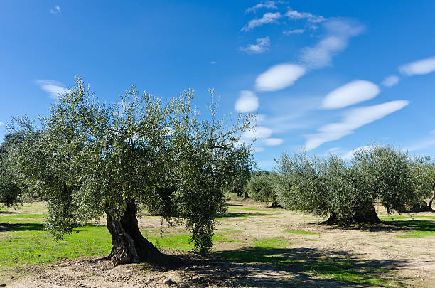 olive stock photo