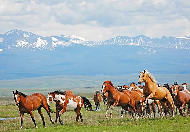 Horses Running and Jumping in the Rocky Mountains stock photo