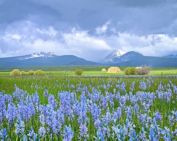 Camas flowers before the Storm stock photo