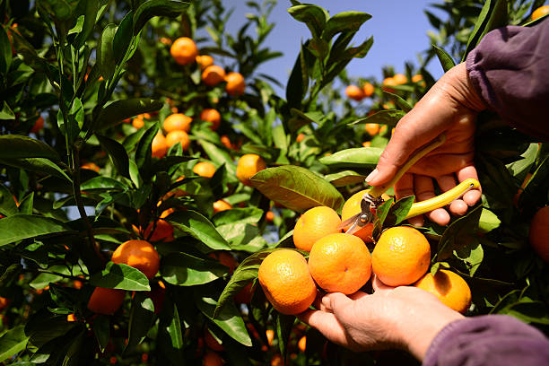 orange tree field male farmer harvest picking fruits stock photo