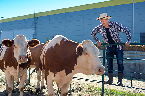 istock Farmer is working on a farm with cows. 452704273