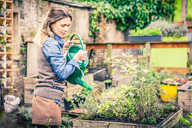 полив растений, садовая женщина среднего возраста - gardening women vegetable formal garden стоковые фото и изображения