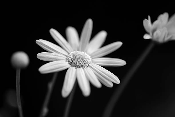 istock Body and Soul 452705053