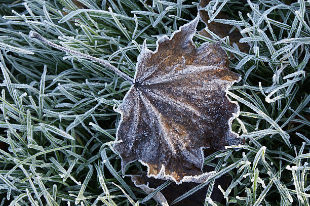 Maple leaf in grass on a frosty morningPlease, see similar pictures: