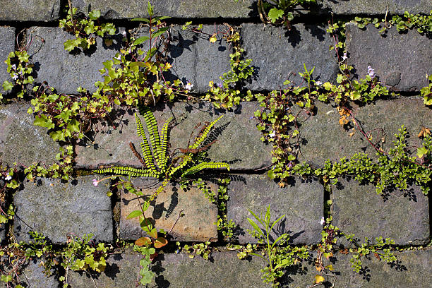 Ivy-leaved toadflax Cymbalaria muralis on wall The flowers of ivy-leaved toadflax (Cymbalaria muralis) are tiny, as is the plant itself. The Latin name (muralis) suggests an association with walls, such as is shown here. Every crack is filled with this living plant. It is this sort of decorative effect that makes ivy-leaved toadflax one of my favourite wild flowers. Also on this wall is the graceful maidenhair spleenwort (Asplenium trichomanes), which thrives in protected areas where there is  crumbling mortar. linaria cymbalaria stock pictures, royalty-free photos & images
