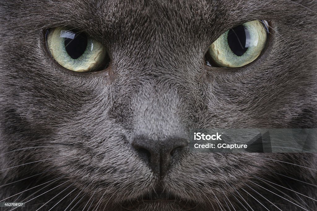 close up portrait of british cat close up portrait of british cat, serious look Animal Stock Photo