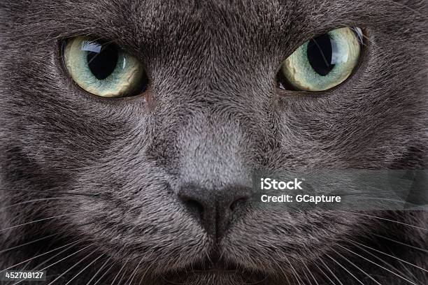 Close Up Portrait Of British Cat Stock Photo - Download Image Now - Animal, Animal Body Part, Animal Eye