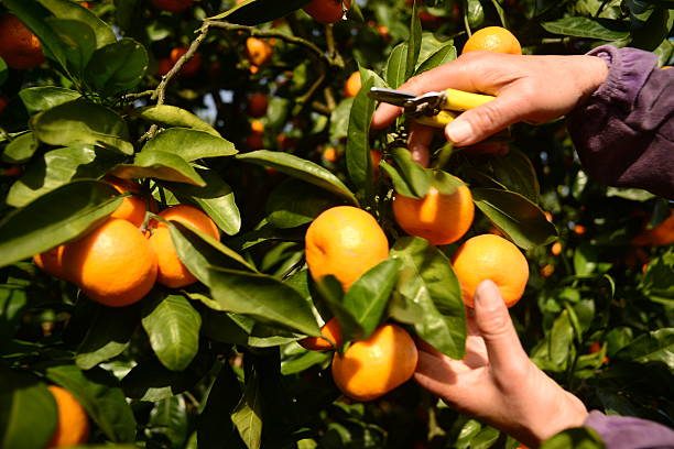 gathering fresh oranges from tree stock photo