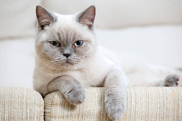 istock british shorthair baby cat 452710063