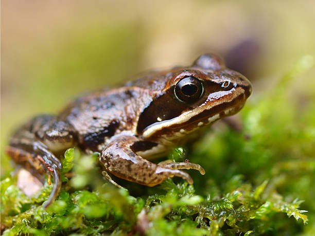 istock Rana arvalis, Europan Moor Frog 452711013