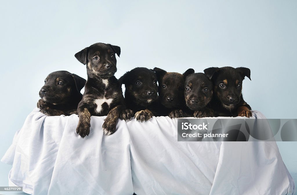 Cesto de cachorros - Royalty-free Amizade Foto de stock