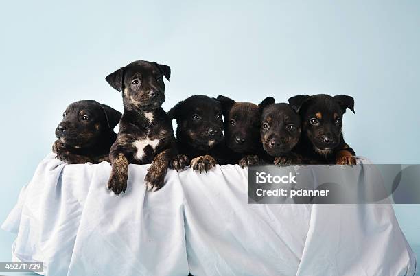 Cesto De Cachorros - Fotografias de stock e mais imagens de Amizade - Amizade, Animal, Animal Doméstico