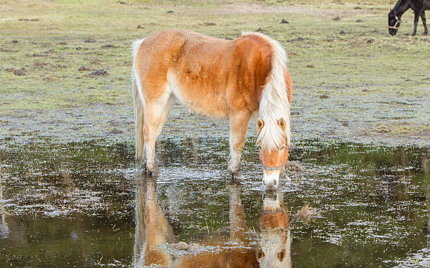 istock Horse standing in a pool after days of raining 452711893