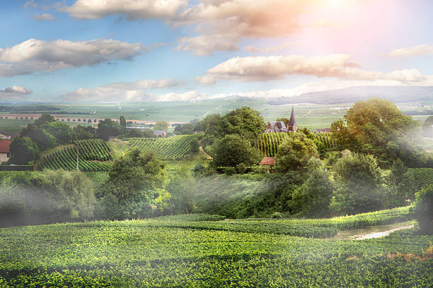 朝日のブドウ園、montagne ドランス（フランス） - シャンパーニュ地方 ストックフォトと画像