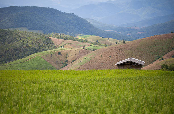 istock farmer house in rice field on the mountain 452712755
