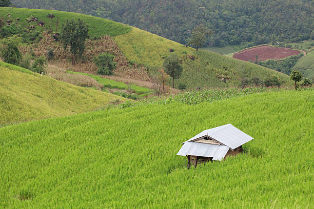 istock farmer house in rice field on the mountain 452713053