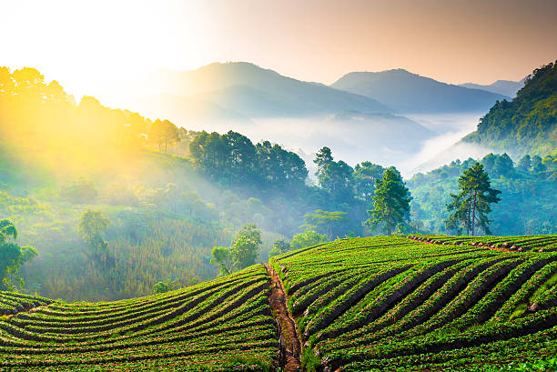 istock Beautiful sunshine at misty morning mountains . 452716339