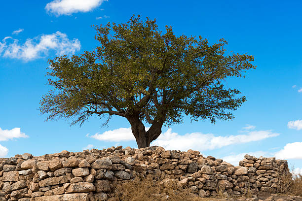 mulberry tree - mulberry bush zdjęcia i obrazy z banku zdjęć