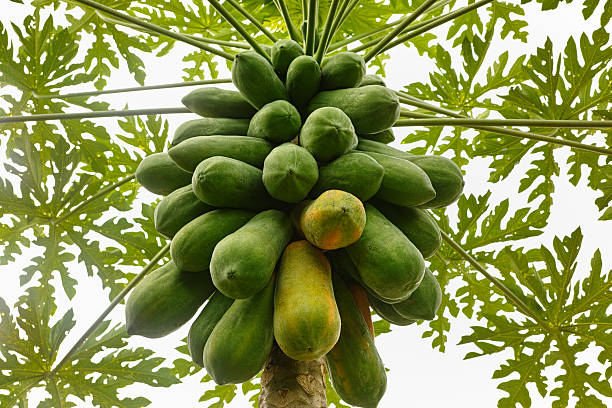 Papaya tree with ripe and unripe fruit. Thailand, Southeast Asia.