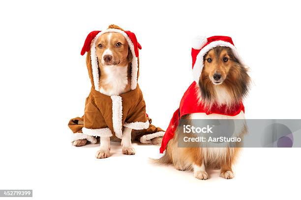 Dwa Psy W Santa Strój - zdjęcia stockowe i więcej obrazów Bez ludzi - Bez ludzi, Białe tło, Biały