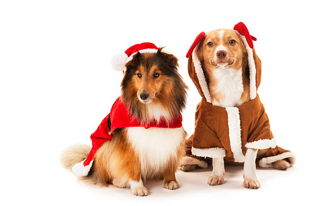 istock Portrait of two dogs 452719479