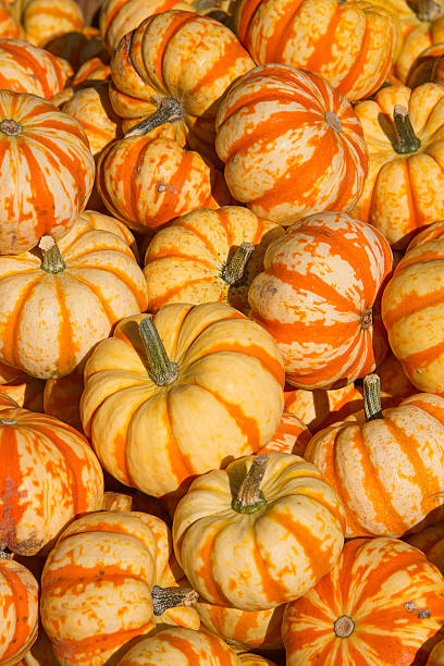 カラフルなカボチャ - squash pumpkin orange japanese fall foliage ストックフォトと画像