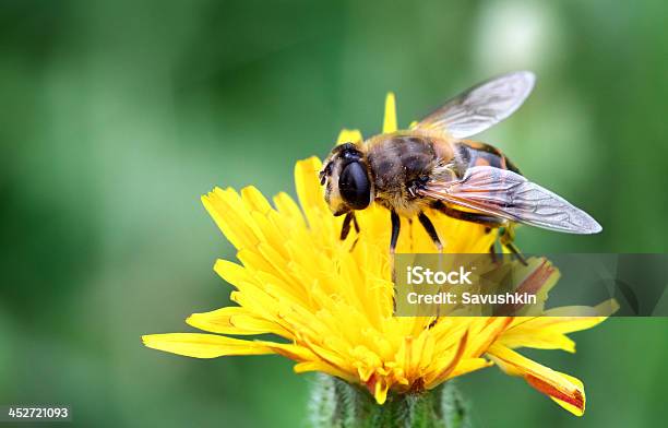 Biene Stockfoto und mehr Bilder von Baumblüte - Baumblüte, Bestäubung, Biene