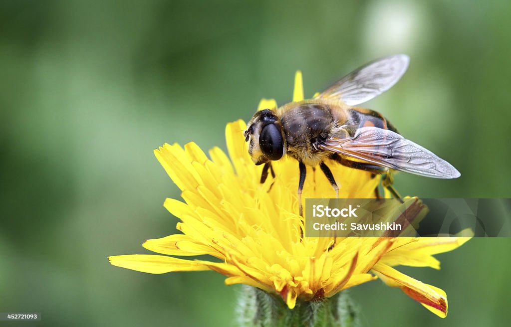 abeille - Photo de Abeille libre de droits