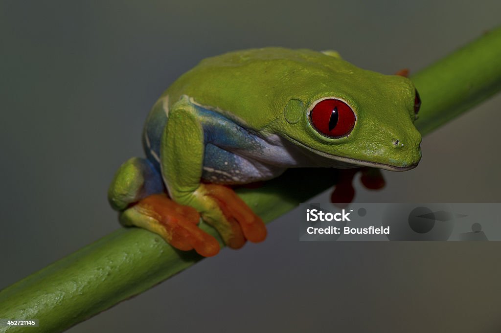 Wewnętrznej Red-eyed Tree Frog - Zbiór zdjęć royalty-free (Bez ludzi)