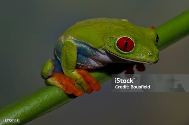 Wewnętrznej Redeyed Tree Frog - zdjęcia stockowe i więcej obrazów Bez ludzi - Bez ludzi, Chwytać, Chwytnica kolorowa