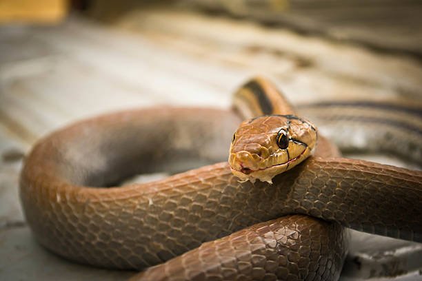 istock Snakes, venomous reptiles 452721219