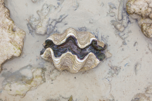 Nature Giant clam  , Tridacna gigas  type on the beach in nature
