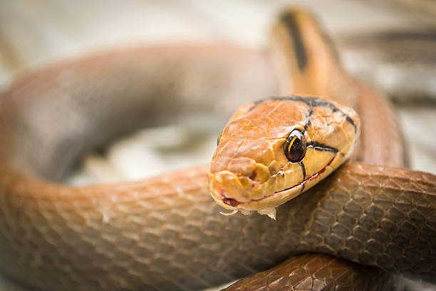 istock Snakes, venomous reptiles 452722579