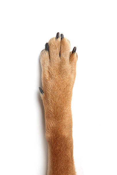 犬猫人間の手 - paw up ストックフォトと画像