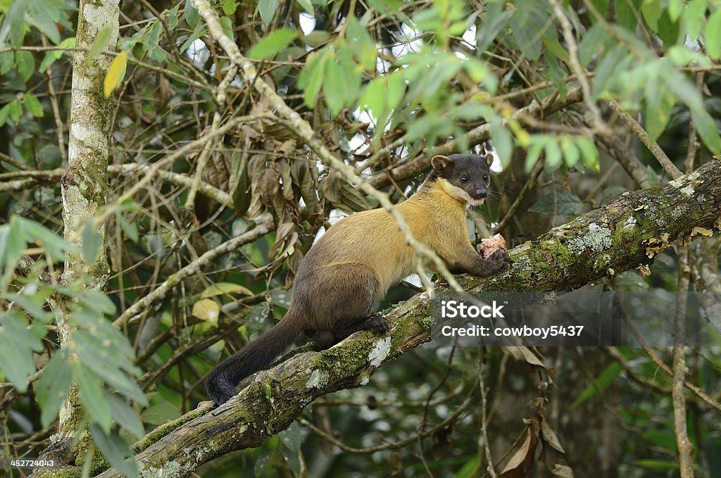 Yellow-throated Marten (Martes flavigula) beautiful male Yellow-throated Marten (Martes flavigula) at Thai national park Agricultural Field Stock Photo