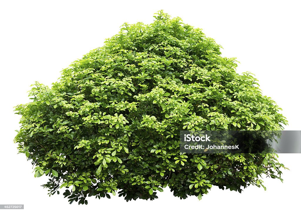 Ornamental tree Ornamental tree isolated on white background. Water drops on leaves. Bush Stock Photo