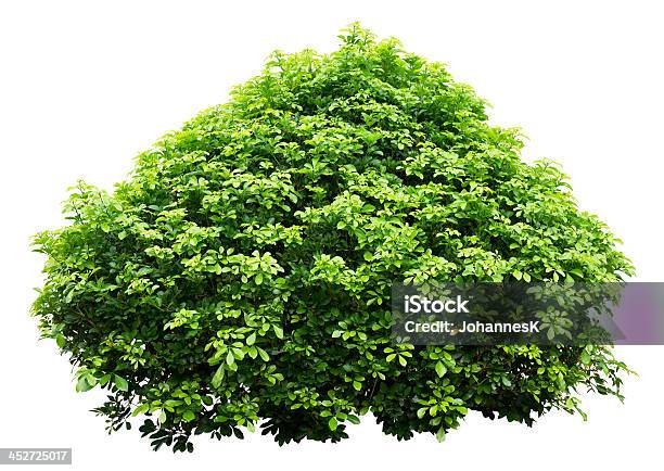 Ornamental Tree Stock Photo - Download Image Now - Bush, White Background, Cut Out