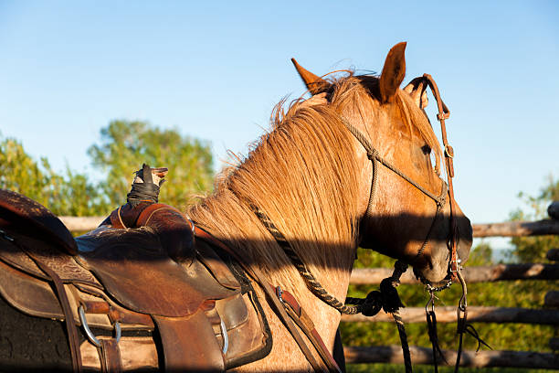 istock Cowboys:  Ready to ride horse on ranch.  Corral, saddle, bridle. 452725247